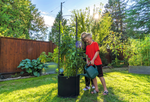 Savona Tomato Garden