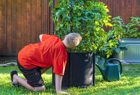 Savona Tomato Garden