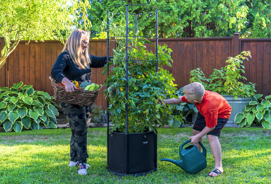 Savona Tomato Garden