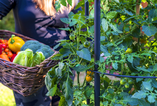 Savona Tomato Garden