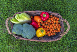 Savona Tomato Garden