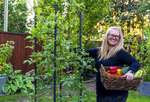 Savona Tomato Garden