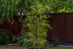 Savona Tomato Garden