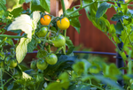 Savona Tomato Garden