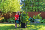 Savona Tomato Garden