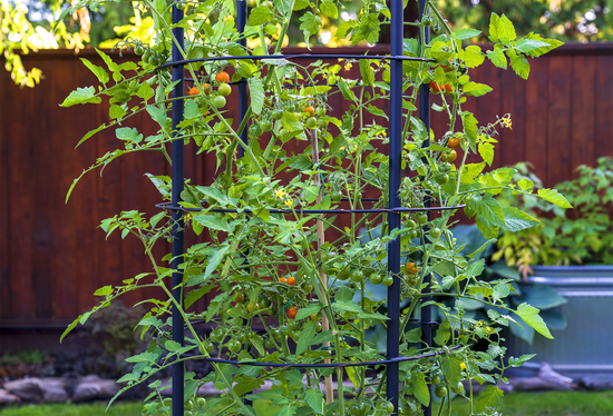 Savona Tomato Garden